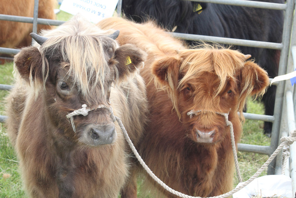 Highland calves at Mid Argyll show